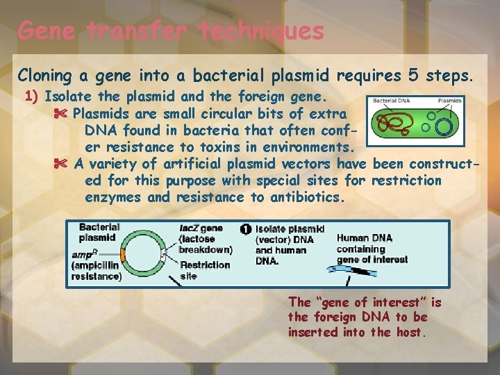 Gene transfer techniques Cloning a gene into a bacterial plasmid requires 5 steps. 1)