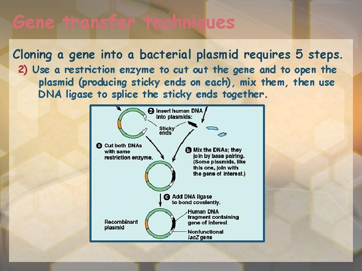Gene transfer techniques Cloning a gene into a bacterial plasmid requires 5 steps. 2)