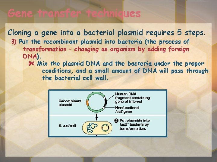 Gene transfer techniques Cloning a gene into a bacterial plasmid requires 5 steps. 3)