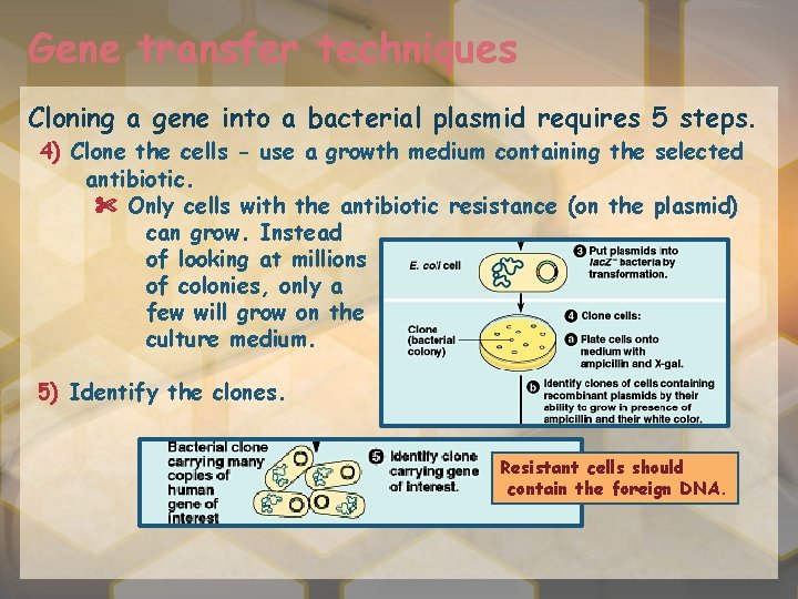 Gene transfer techniques Cloning a gene into a bacterial plasmid requires 5 steps. 4)