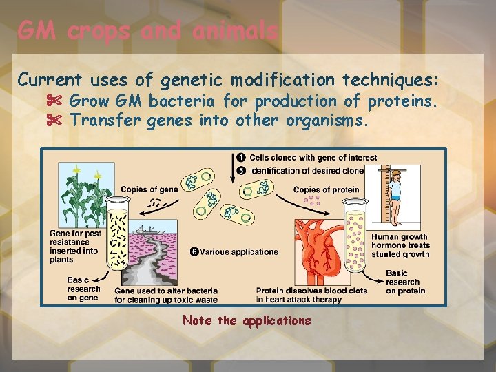 GM crops and animals Current uses of genetic modification techniques: ✄ Grow GM bacteria