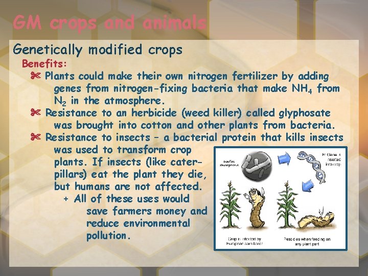 GM crops and animals Genetically modified crops Benefits: ✄ Plants could make their own