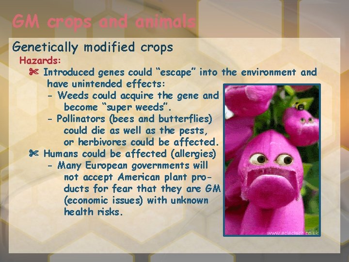GM crops and animals Genetically modified crops Hazards: ✄ Introduced genes could “escape” into
