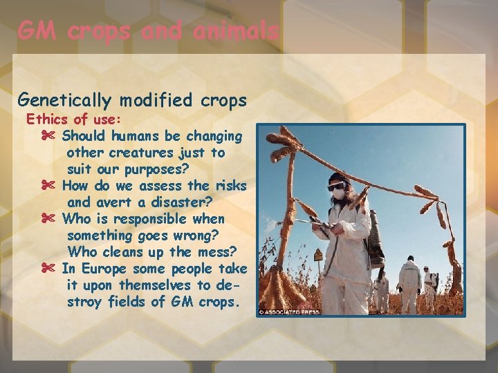 GM crops and animals Genetically modified crops Ethics of use: ✄ Should humans be