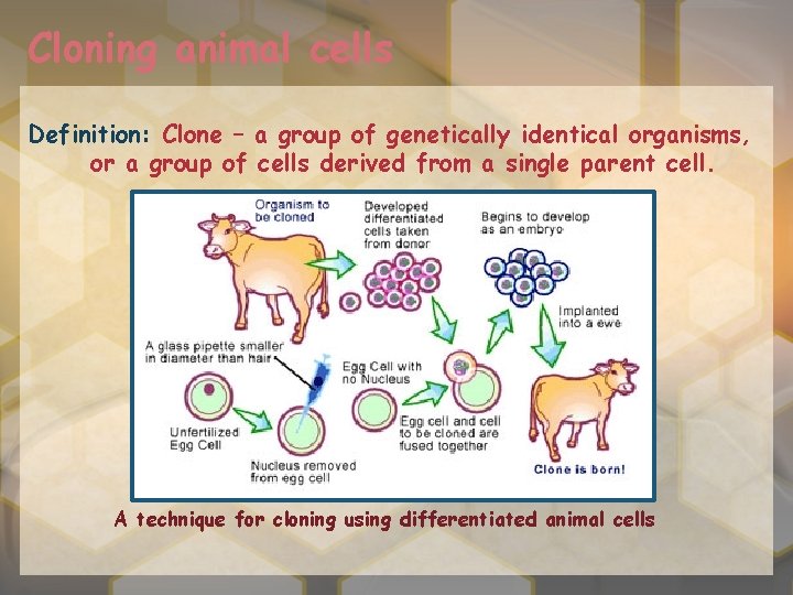 Cloning animal cells Definition: Clone – a group of genetically identical organisms, or a