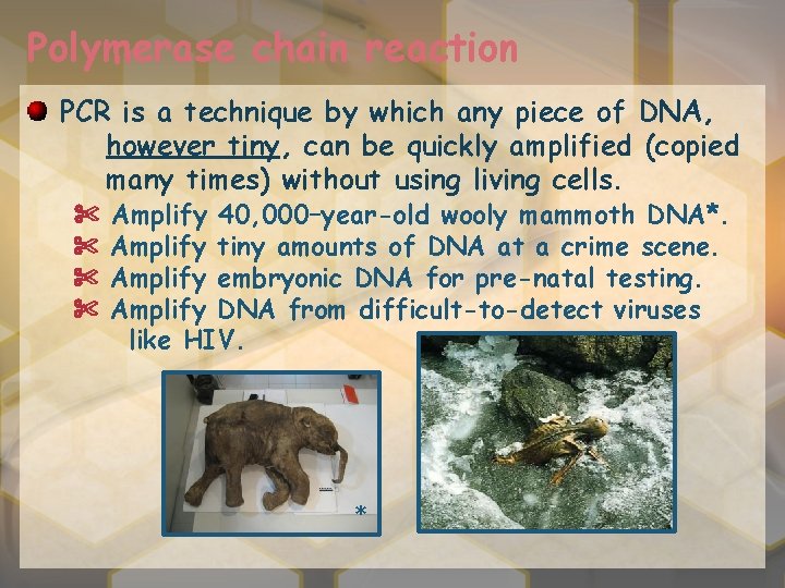 Polymerase chain reaction PCR is a technique by which any piece of DNA, however
