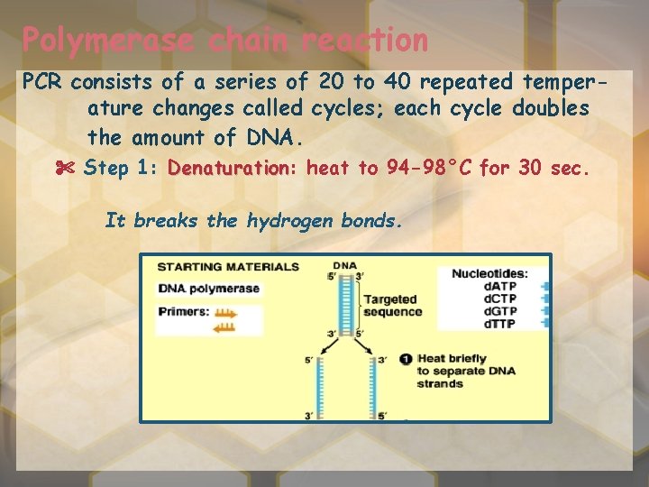 Polymerase chain reaction PCR consists of a series of 20 to 40 repeated temperature