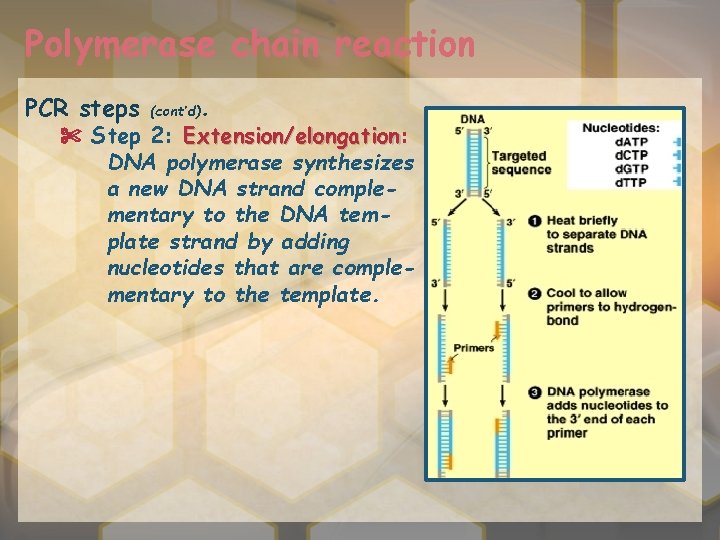 Polymerase chain reaction PCR steps (cont’d) . ✄ Step 2: Extension/elongation DNA polymerase synthesizes