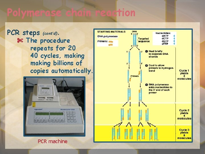 Polymerase chain reaction PCR steps (cont’d) . ✄ The procedure repeats for 20 40