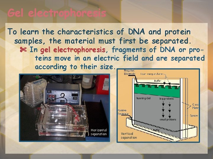 Gel electrophoresis To learn the characteristics of DNA and protein samples, the material must