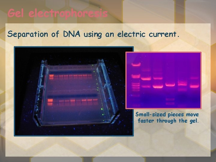 Gel electrophoresis Separation of DNA using an electric current. Small-sized pieces move faster through