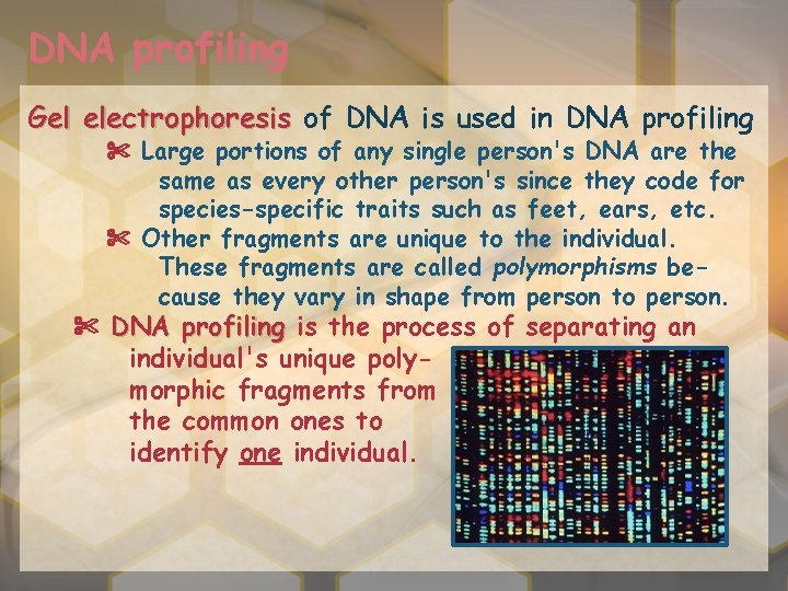 DNA profiling Gel electrophoresis of DNA is used in DNA profiling ✄ Large portions