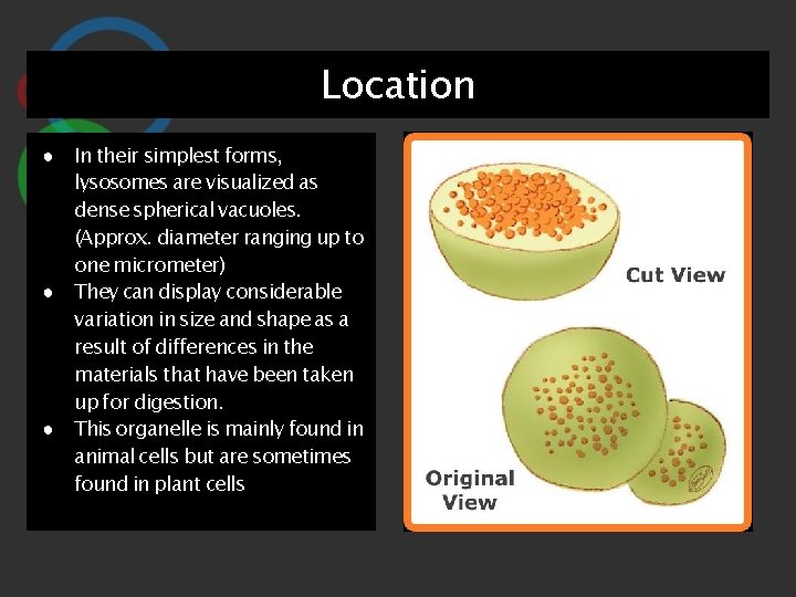 Location ● In their simplest forms, lysosomes are visualized as dense spherical vacuoles. (Approx.