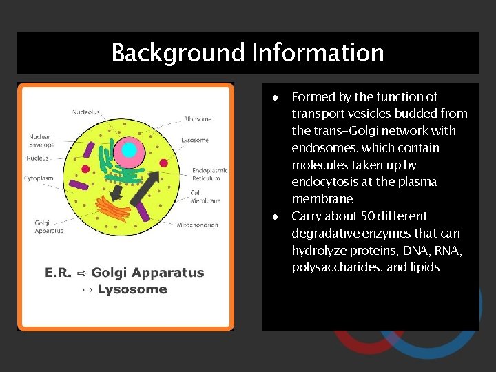 Background Information ● Formed by the function of transport vesicles budded from the trans-Golgi