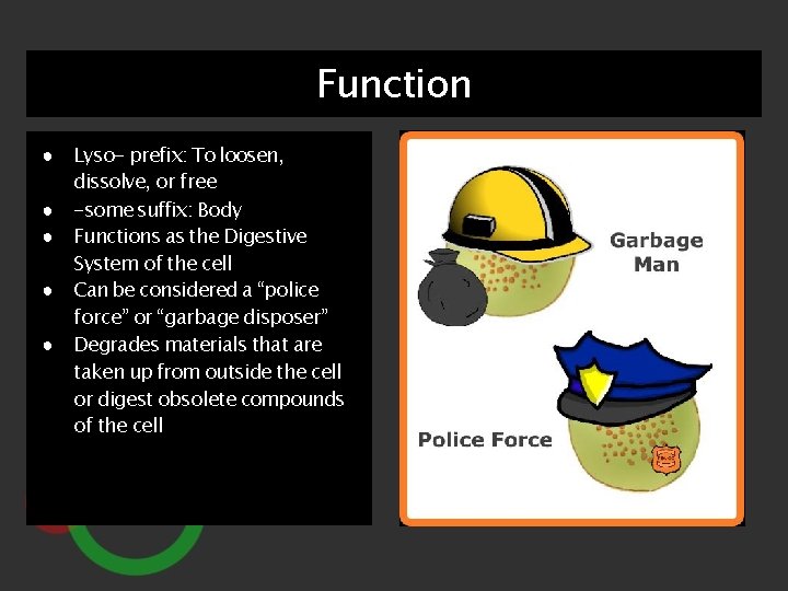 Function ● Lyso- prefix: To loosen, dissolve, or free ● -some suffix: Body ●