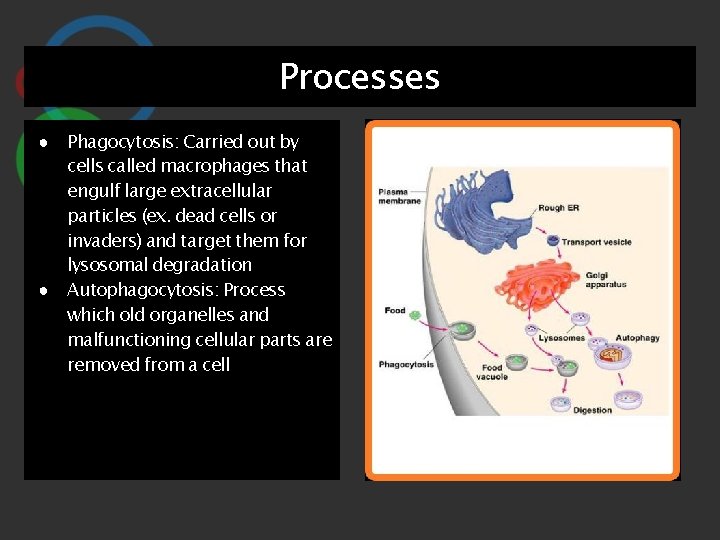 Processes ● Phagocytosis: Carried out by cells called macrophages that engulf large extracellular particles