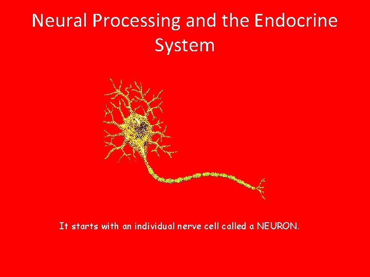 Biopsychological Processes Neural Processing and the Endocrine System