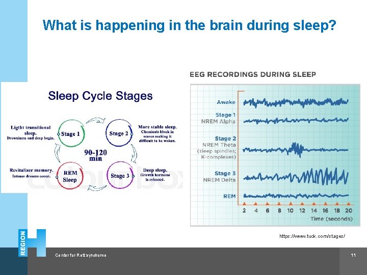What is happening in the brain during sleep? https: //www. tuck. com/stages/ Center for