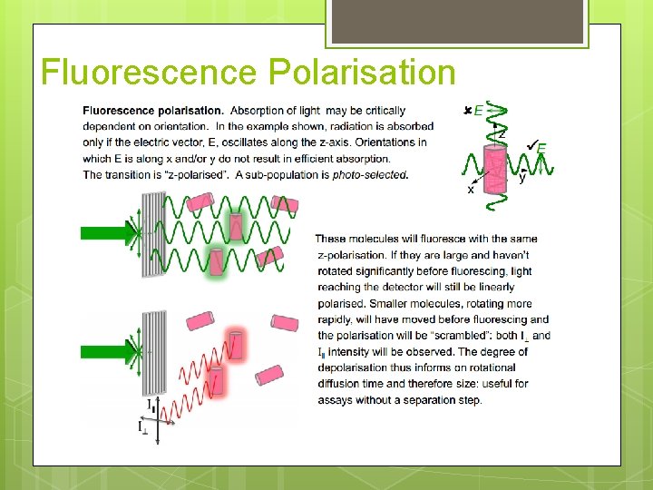 Fluorescence Polarisation 