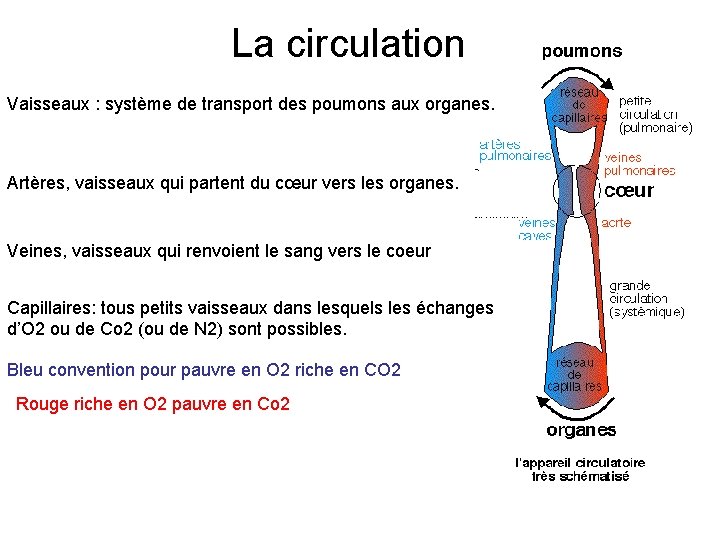 La circulation Vaisseaux : système de transport des poumons aux organes. Artères, vaisseaux qui