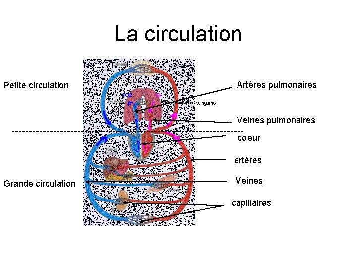 La circulation Petite circulation Artères pulmonaires Veines pulmonaires coeur artères Grande circulation Veines capillaires