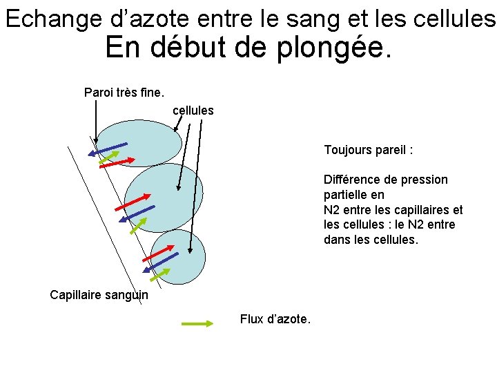 Echange d’azote entre le sang et les cellules En début de plongée. Paroi très