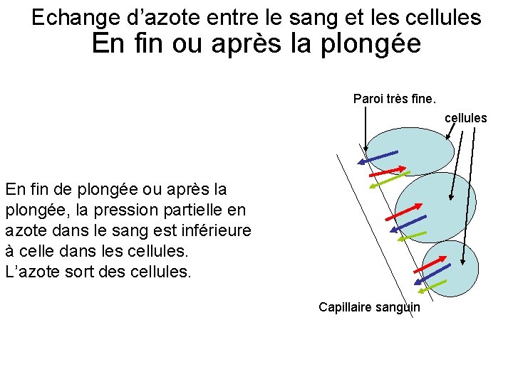 Echange d’azote entre le sang et les cellules En fin ou après la plongée