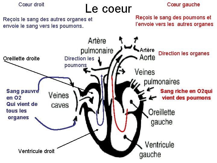 Cœur droit Le coeur Reçois le sang des autres organes et envoie le sang