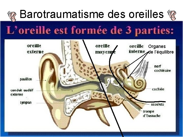 Barotraumatisme des oreilles Organes de l’équilibre 