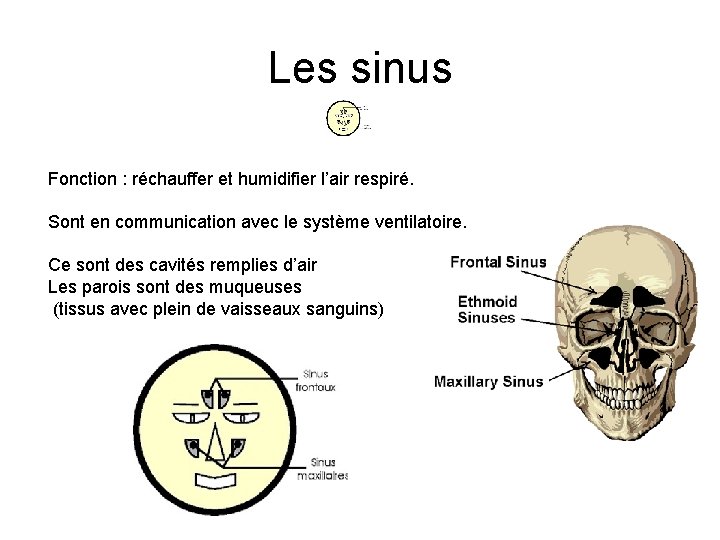 Les sinus Fonction : réchauffer et humidifier l’air respiré. Sont en communication avec le