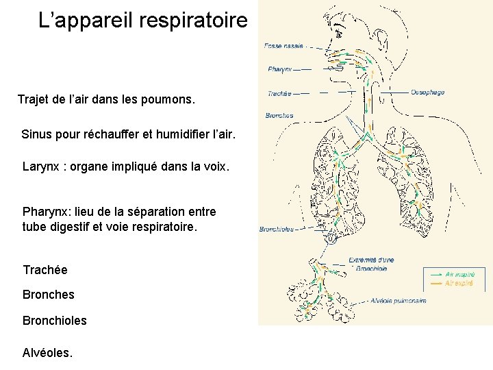 L’appareil respiratoire Trajet de l’air dans les poumons. Sinus pour réchauffer et humidifier l’air.