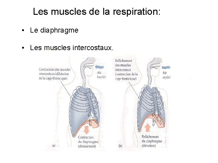 Les muscles de la respiration: • Le diaphragme • Les muscles intercostaux. 