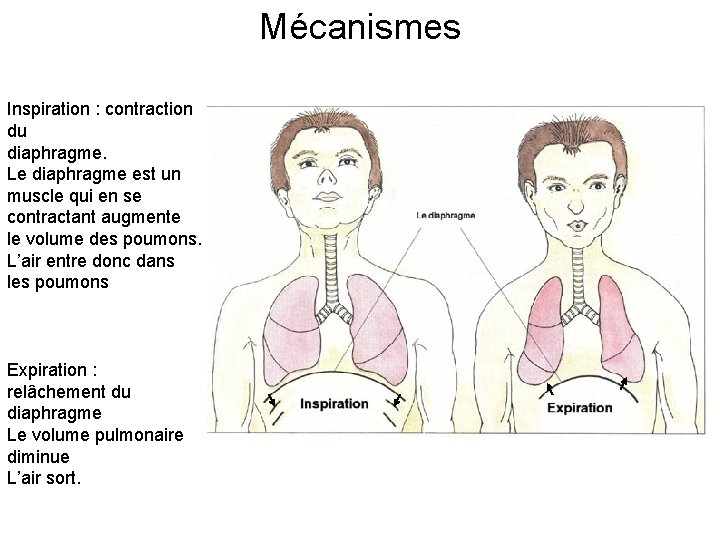 Mécanismes Inspiration : contraction du diaphragme. Le diaphragme est un muscle qui en se