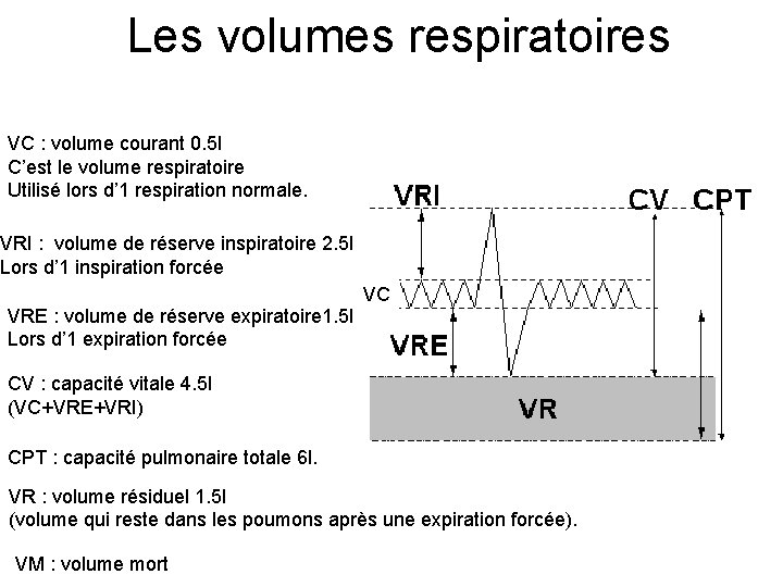Les volumes respiratoires VC : volume courant 0. 5 l C’est le volume respiratoire