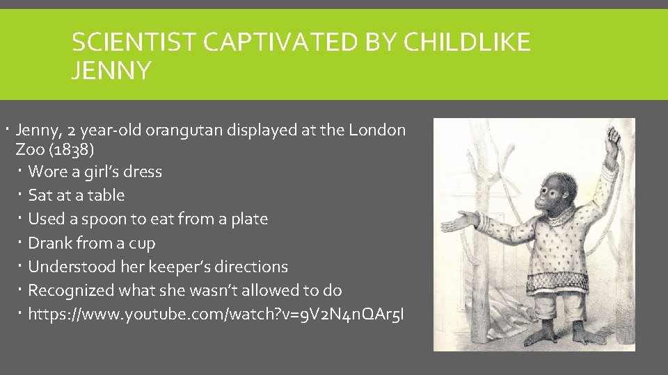 SCIENTIST CAPTIVATED BY CHILDLIKE JENNY Jenny, 2 year-old orangutan displayed at the London Zoo