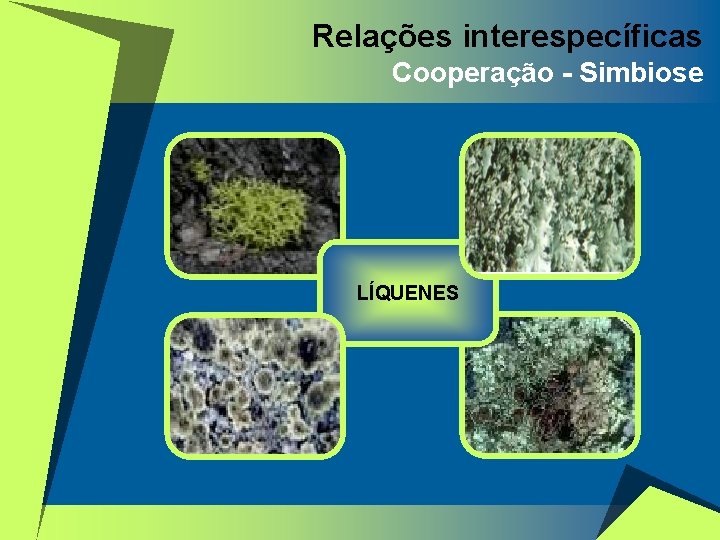 Relações interespecíficas Cooperação - Simbiose LÍQUENES 