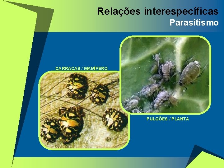 Relações interespecíficas Parasitismo CARRAÇAS / MAMÍFERO PULGÕES / PLANTA 