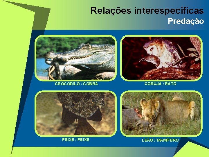 Relações interespecíficas Predação CROCODILO / COBRA CORUJA / RATO PEIXE / PEIXE LEÃO /