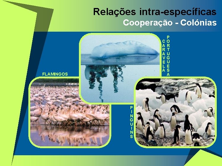 Relações intra-específicas Cooperação - Colónias C A R A V E L A FLAMINGOS