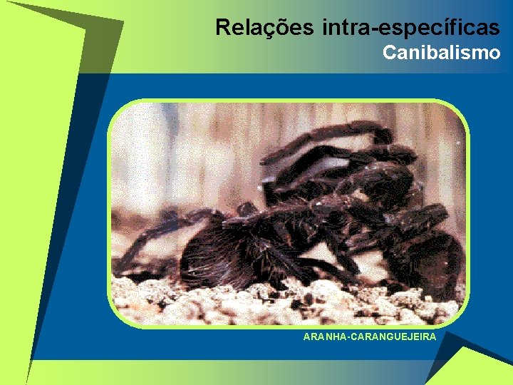 Relações intra-específicas Canibalismo ARANHA-CARANGUEJEIRA 