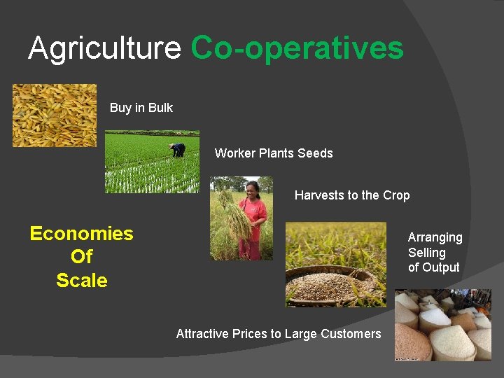 Agriculture Co-operatives Buy in Bulk Worker Plants Seeds Harvests to the Crop Economies Of