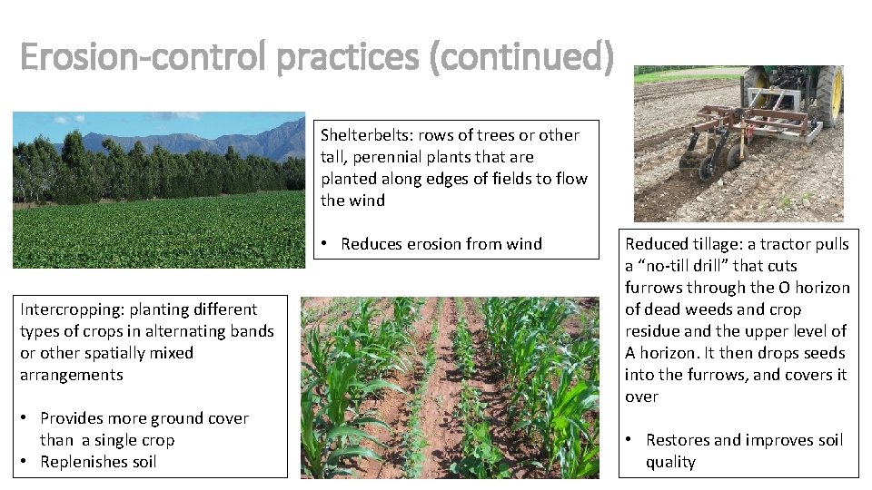 Erosion-control practices (continued) Shelterbelts: rows of trees or other tall, perennial plants that are
