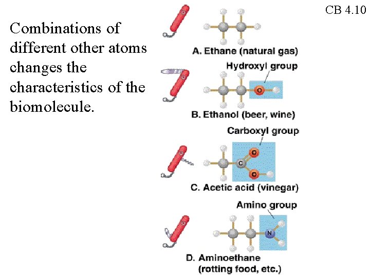 CB 4. 10 Combinations of different other atoms changes the characteristics of the biomolecule.