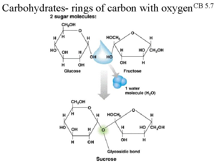 Carbohydrates- rings of carbon with oxygen. CB 5. 7 