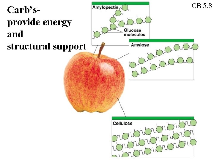 Carb’sprovide energy and structural support CB 5. 8 