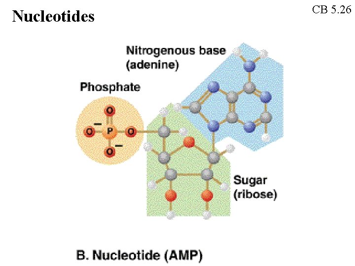 Nucleotides CB 5. 26 