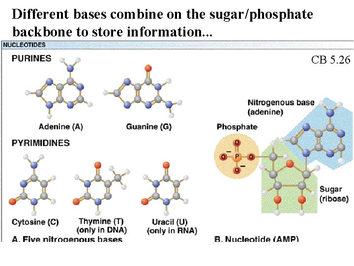 Different bases combine on the sugar/phosphate backbone to store information. . . CB 5.