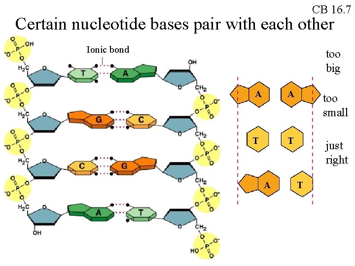 CB 16. 7 Certain nucleotide bases pair with each other Ionic bond too big