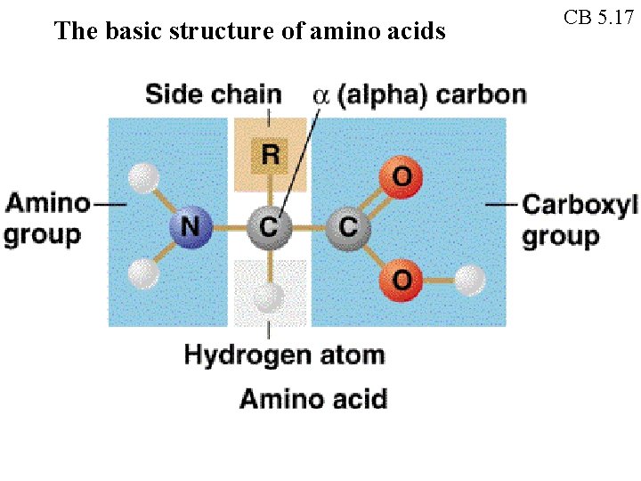 The basic structure of amino acids CB 5. 17 