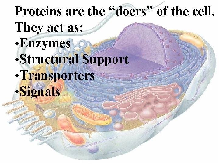 Proteins are the “doers” of the cell. They act as: • Enzymes • Structural
